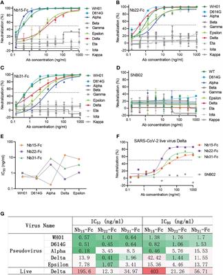 Short-Term Instantaneous Prophylaxis and Efficient Treatment Against SARS-CoV-2 in hACE2 Mice Conferred by an Intranasal Nanobody (Nb22)